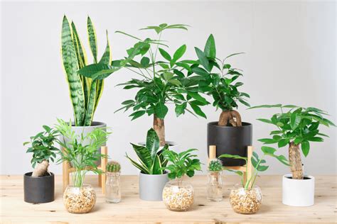 洗手間植物風水|洗面所に置くと運気が上がる観葉植物とは？選び方や。